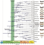 Phylogeny, classification and divergence times of pygmy leaf-mining moths (Lepidoptera: Nepticulidae): the earliest lepidopteran radiation on Angiosperms?