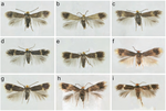 DNA barcoding resolves species complexes in Stigmella salicis and S. aurella species groups and shows additional cryptic speciation in S. salicis