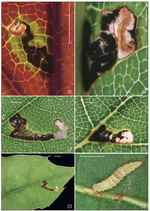 Bucculatrix ainsliella Murtfeldt, a new North American invader already widespread on northern red oaks (Quercus rubra) in Western Europe (Bucculatricidae)