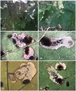 Antispila oinophylla new species (Lepidoptera, Heliozelidae), a new North American grapevine leafminer invading Italian vineyards: taxonomy, DNA barcodes and life cycle