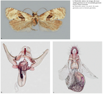 Phalonidia manniana, a complex of two species: Ph. manniana and Ph. udana (Lepidoptera: Tortricidae)