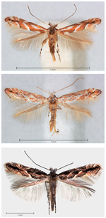 The explosive expansion of the lime leaf miner in Europe: invading the Netherlands?