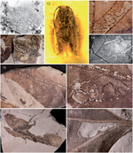 A revised checklist of Nepticulidae fossils (Lepidoptera) indicates an Early Cretaceous origin