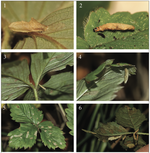 Coleophora gryphipennella (Hübner, 1796) (Lepidoptera, Coleophoridae) on Fragaria vesca L. (Rosaceae), a novel host, in the coastal dunes of The Netherlands