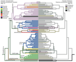 A global phylogeny of leafmining Ectoedemia moths (Lepidoptera: Nepticulidae): exploring host plant family shifts and allopatry as drivers of speciation