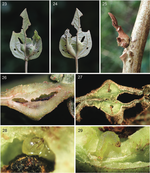 New taxa, including three new genera show uniqueness of Neotropical Nepticulidae (Lepidoptera)