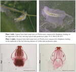 Morphological difference between upperside and underside leaf-mining larvae of Phyllocnistis unipunctella (Stephens, 1834) (Lep.:Gracillariidae) and its changing phenology