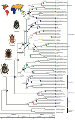 Phylogenetics and biogeography of the dung beetle genus Onthophagus inferred from mitochondrial genomes
