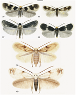 Revised classification and catalogue of global Nepticulidae and Opostegidae (Lepidoptera, Nepticuloidea)