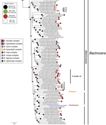 Incongruence between molecules and morphology: a seven-gene phylogeny of Dacini fruit flies paves the way for reclassification (Diptera: Tephritidae)