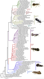 A preliminary molecular phylogeny of shield-bearer moths (Lepidoptera: Adeloidea: Heliozelidae) highlights rich undescribed diversity