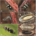 Two European Cornus L. feeding leafmining moths, Antispila petryi Martini, 1899, sp. rev. and A. treitschkiella (Fischer von Roslerstamm, 1843) (Lepidoptera, Heliozelidae): an unjustified synonymy and overlooked range expansion