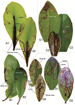 Hawaiian Philodoria (Lepidoptera, Gracillariidae, Ornixolinae) leaf mining moths on Myrsine (Primulaceae): two new species and biological data