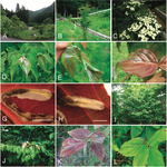 Systematics of Phyllocnistis leaf-mining moths (Lepidoptera, Gracillariidae) feeding on dogwood (Cornus spp.) in Northeast Asia, with the description of three new species