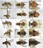 Unusual dark forms of the Solanum fruit fly Bactrocera latifrons (Hendel) in Hawaii (Tephritidae: Dacini)