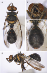 Taiwan’s Dacini Fruit Flies: Rare Endemics and Abundant Pests, along Altitudinal Gradients