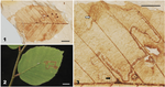 New leaf-mine fossil from the Geumgwangdong Formation, Pohang Basin, South Korea, associates pygmy moths (Lepidoptera, Nepticulidae) with beech trees (Fagaceae, Fagus) in the Miocene