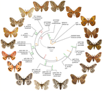 In and out of America: Ecological and species diversity in Holarctic giant silkmoths suggests unusual dispersal, defying the dogma of an Asian origin