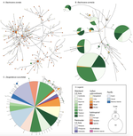 Highly variable COI haplotype diversity between three species of invasive pest fruit fly species reflects remarkably incongruent demographic histories