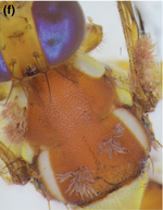 The paradoxical rarity of a fruit fly fungus attacking a broad range of hosts