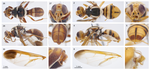 The Dacini fruit fly fauna of Sulawesi fits Lydekker’s line but also supports Wallacea as a biogeographic region (Diptera, Tephritidae)