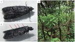 First confirmed record of leaf mining in the fruitworm moths (Carposinidae): a new species feeding on an endemic Hawaiian Clermontia (Campanulaceae)