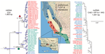 Phylogeography of an endemic California silkmoth genus suggests the importance of an unheralded central California province in generating regional endemic biodiversity