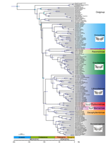 Phylogeny of gracillariid leaf-mining moths: evolution of larval behaviour inferred from phylogenomic and Sanger data