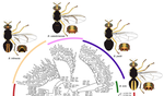 A phylogenomic approach to species delimitation in the mango fruit fly (Bactrocera frauenfeldi) complex: A new synonym of an important pest species with variable morphotypes (Diptera: Tephritidae)