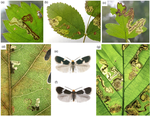 Phylogenomic inference of two widespread European leaf miner species complexes suggests mechanisms for sympatric speciation (Lepidoptera: Nepticulidae: Ectoedemia)