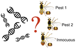 Inadequate molecular identification protocols for invasive pests threaten biosecurity