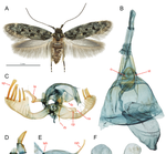 Five new species of Hawaiian endemic fancy case caterpillars from a recently established forest reserve on Maui (Cosmopterigidae: Hyposmocoma)