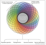 Genomics reveals widespread hybridization across insects with ramifications for species boundaries and invasive species