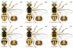 Genomic data reveal new species and the limits of mtDNA barcode diagnostics to contain a global pest species complex (Diptera: Tephritidae: Dacinae)