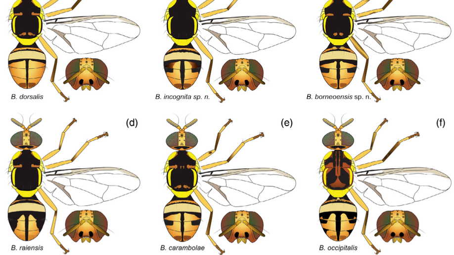 Genomic data reveal new species and the limits of mtDNA barcode diagnostics to contain a global pest species complex (Diptera: Tephritidae: Dacinae)