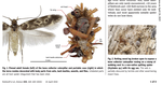 Hawaiian caterpillar patrols spiderwebs camouflaged in insect prey’s body parts