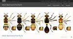 Adult Bactrocera fruit fly ID